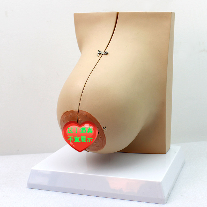 ENOVO颐诺女性哺乳期乳房模型 乳腺解剖催乳母乳关爱乳房保姆家政