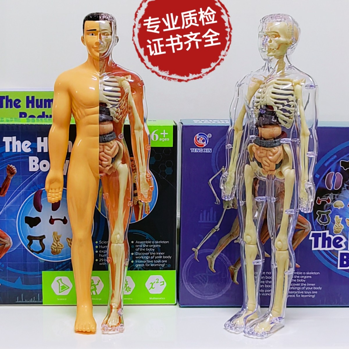 人体骨骼架器官内脏解刨眼球模型其它玩具
