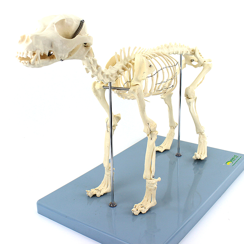 ENOVO颐诺犬全身骨骼解剖结构狗骨头脊柱关节骨盆标本宠物高职