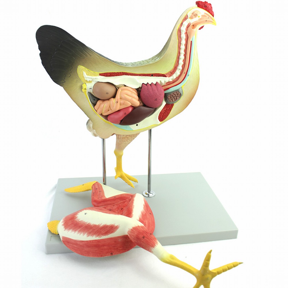 ENOVO颐诺 母鸡解剖模型家禽器官内脏肌肉神经家禽畜兽医学习动物