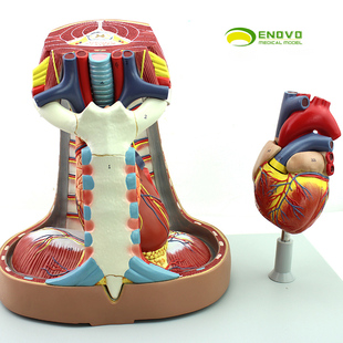 ENOVO颐诺人体纵膈模型纵隔四分区心包窦 胸膜呼吸系统胸腺心脏模