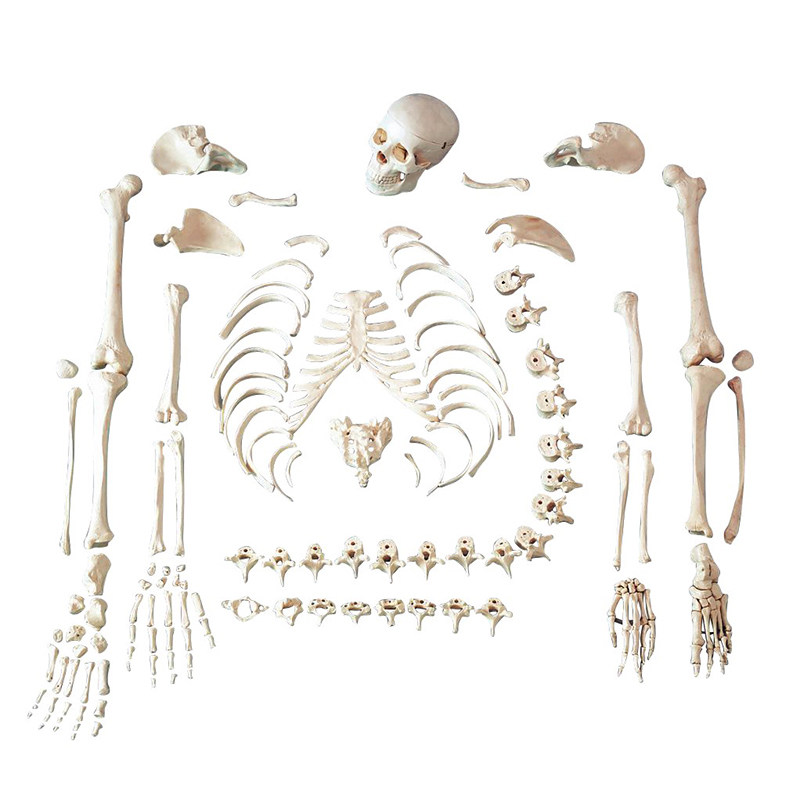 enovo颐诺仿真人比例 人体骨骼散骨模型 骨架标本模型美术医学艺
