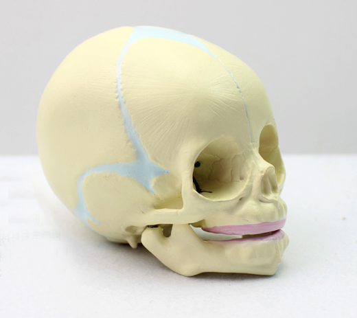 ENOVO颐诺胎儿颅模型 胎儿头骨 婴儿头骨胎儿头骨模型人体头骨