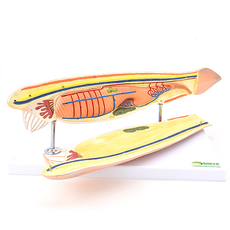 ENOVO颐诺文昌鱼模型蛞蝓鱼脊索动物文昌鱼纲文昌鱼目脊索动物