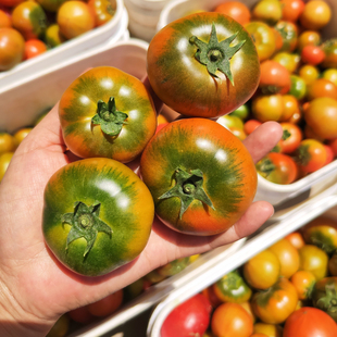 草莓柿子铁皮西红柿大连旅顺老品种水果番茄自然熟新鲜味浓放心吃