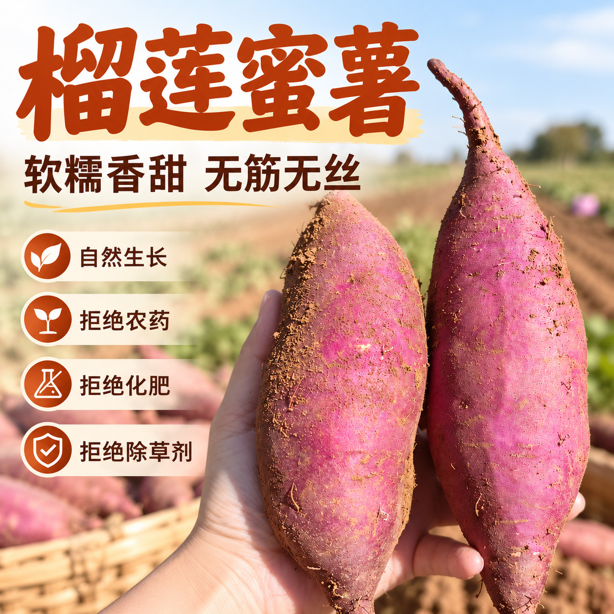 正宗榴莲蜜薯大连红薯地瓜番薯软糯香甜板栗薯黄心孕妈宝宝放心吃