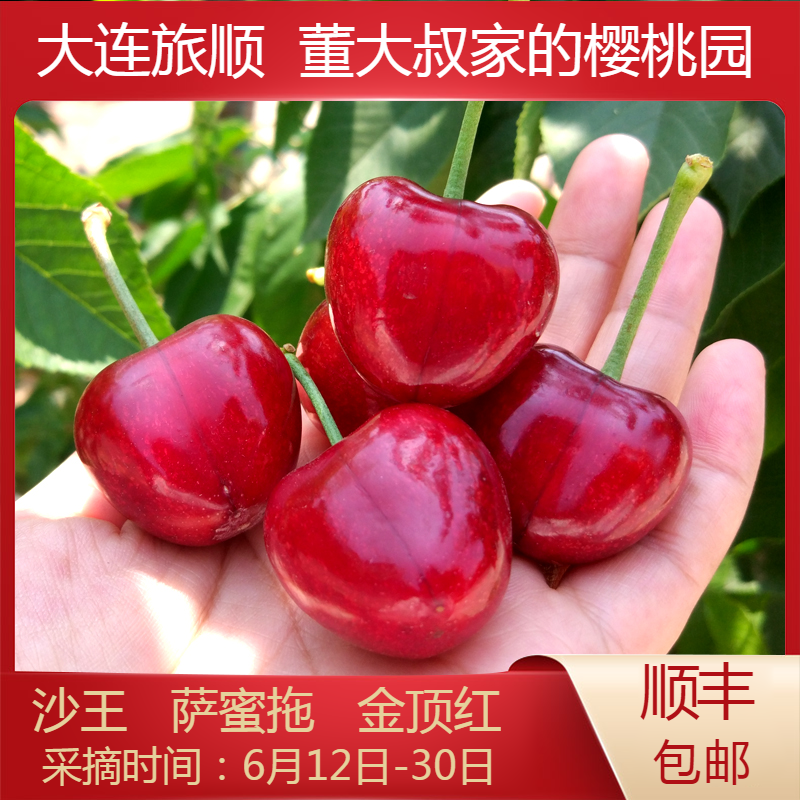 萨蜜拖大连大樱桃沙王金顶红旅顺国产新鲜水果自产自销包邮顺丰