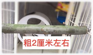 蜜袋鼯 桉树站木 攀爬啃吸玩具