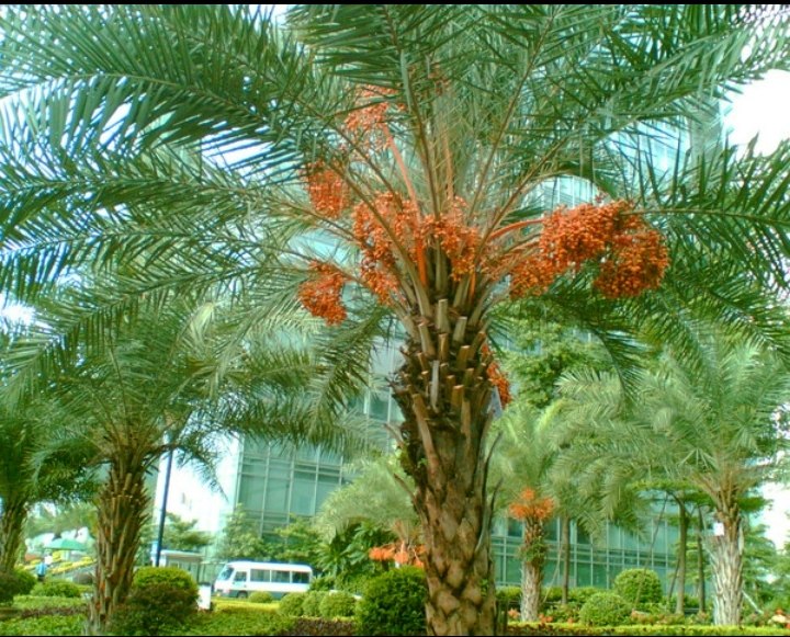 新鲜葵树子葵扇木子,蒲葵子,蒲葵的种子500克