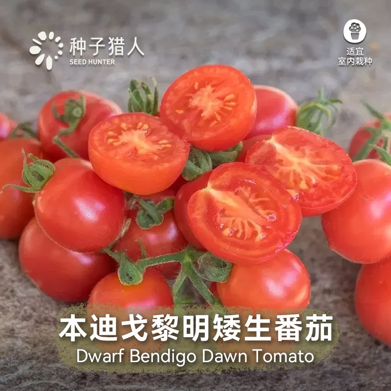 种子猎人本迪戈黎明矮生番茄种子传家宝拯救者四季阳台盆栽西红柿