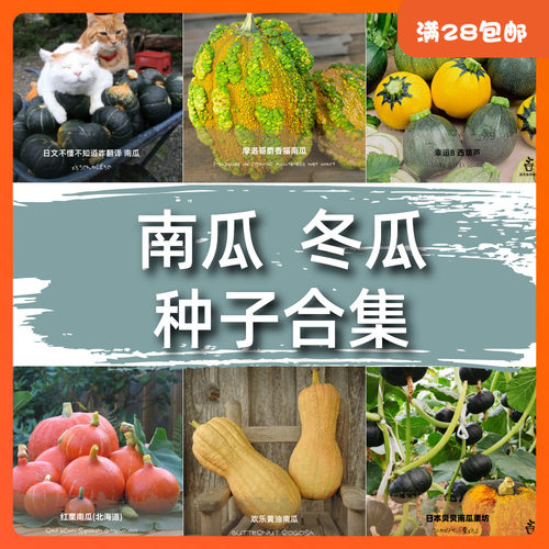 南瓜盆栽价格 南瓜盆栽图片 星期三