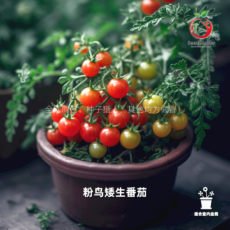 种子猎人 粉鸟矮生番茄 抗性好有酸味的早熟西红柿拯救者盆栽阳台