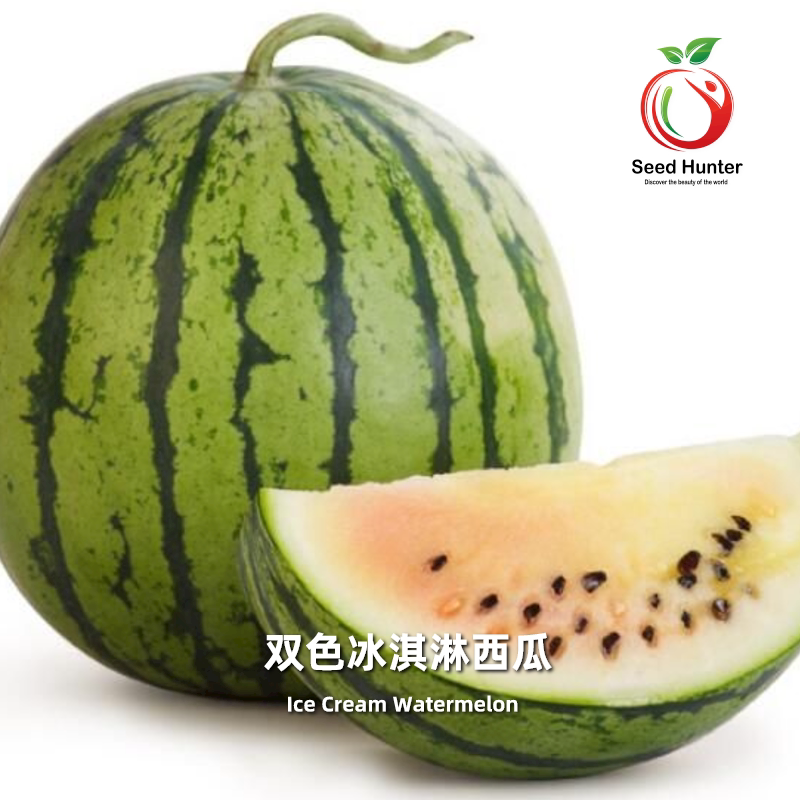 种子猎人 双色冰淇淋西瓜 进口传家宝拯救者阳台盆栽食用小菜园