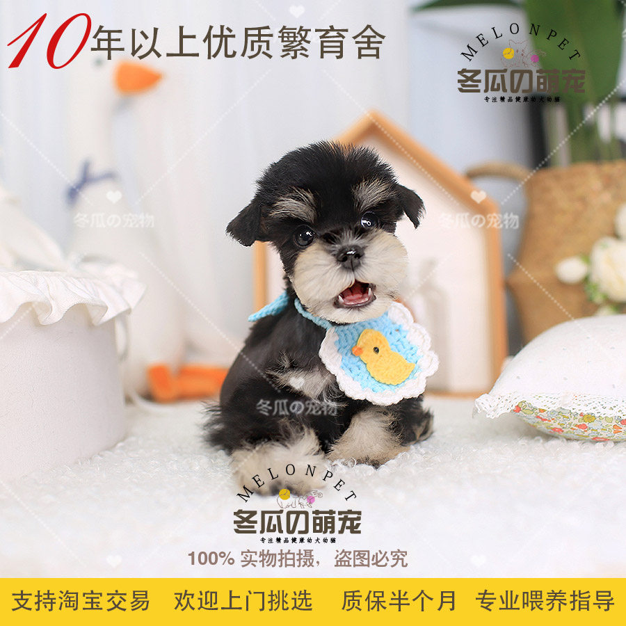冬瓜萌宠纯种黑银迷你型白胡子雪纳瑞犬幼犬宠物活体茶杯狗狗 93a