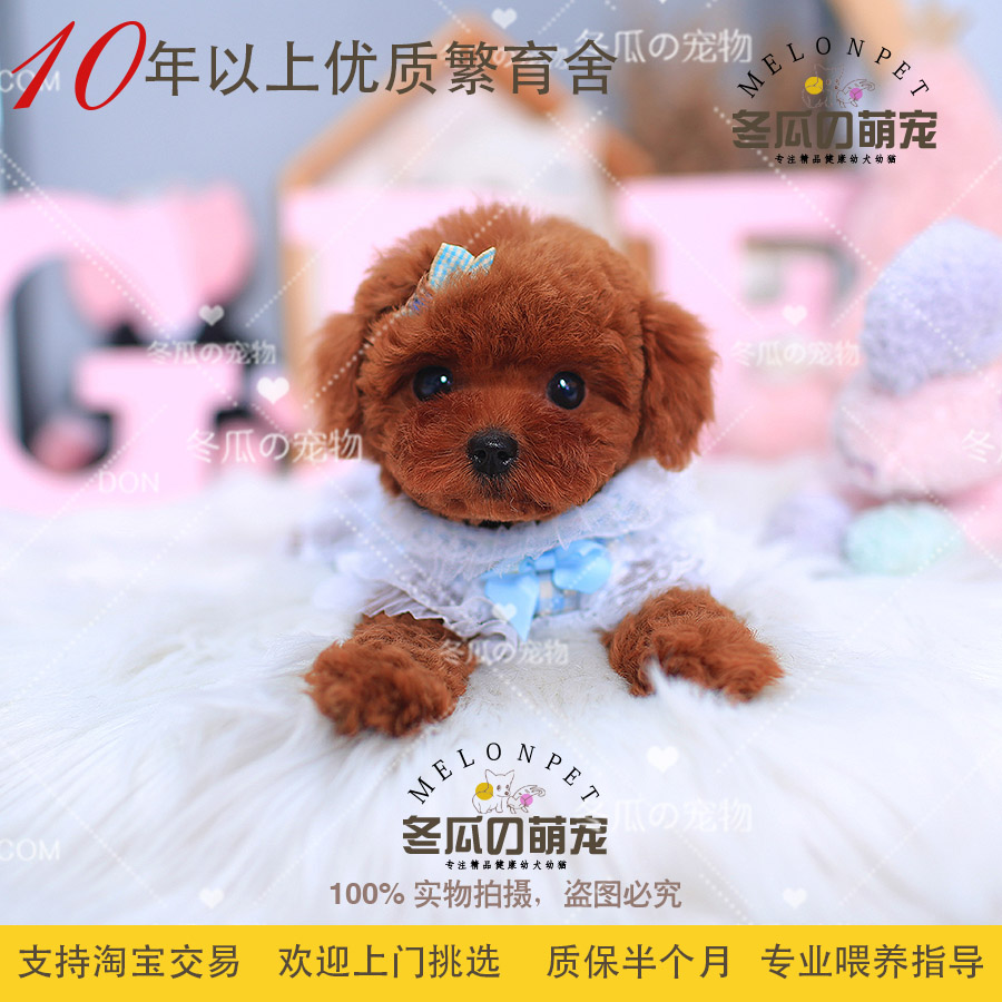 冬瓜萌宠 纯种红棕色泰迪幼犬活体迷你小型茶杯犬玩具宠物狗狗44A