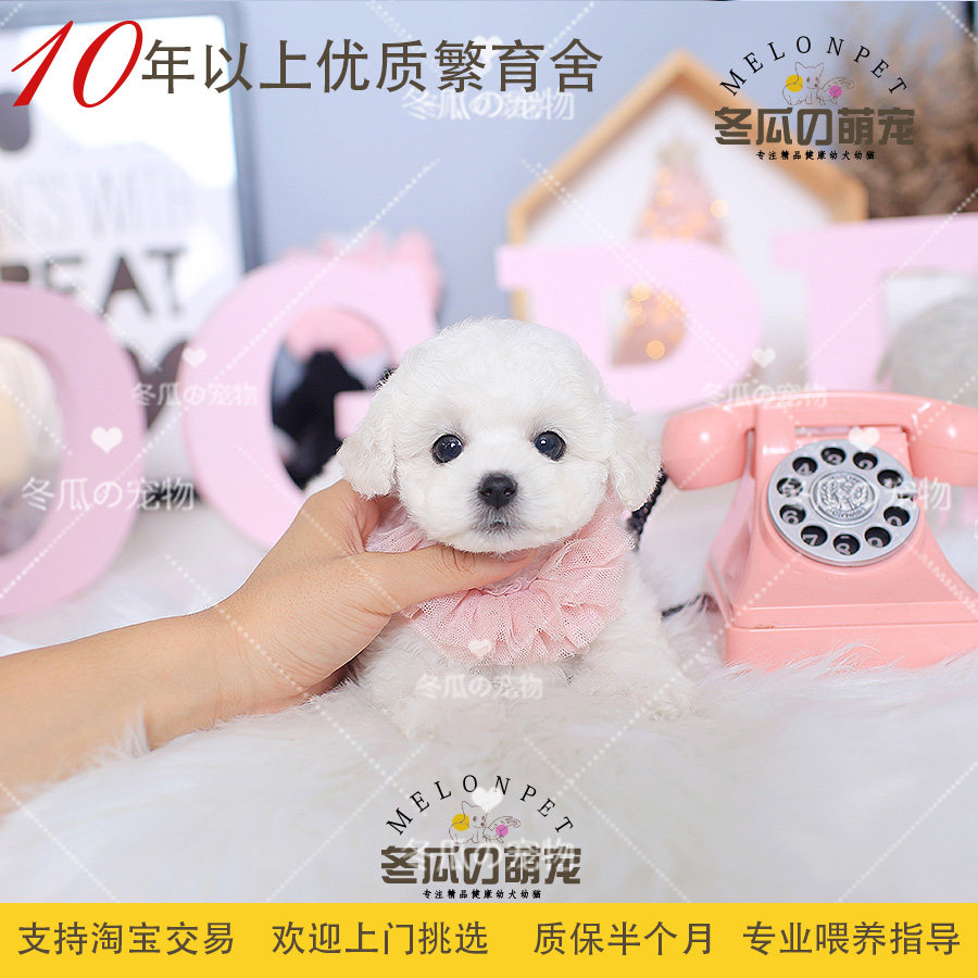 冬瓜萌宠 纯种小体白色法国卷毛比熊犬幼犬宠物活体茶杯狗狗 t73