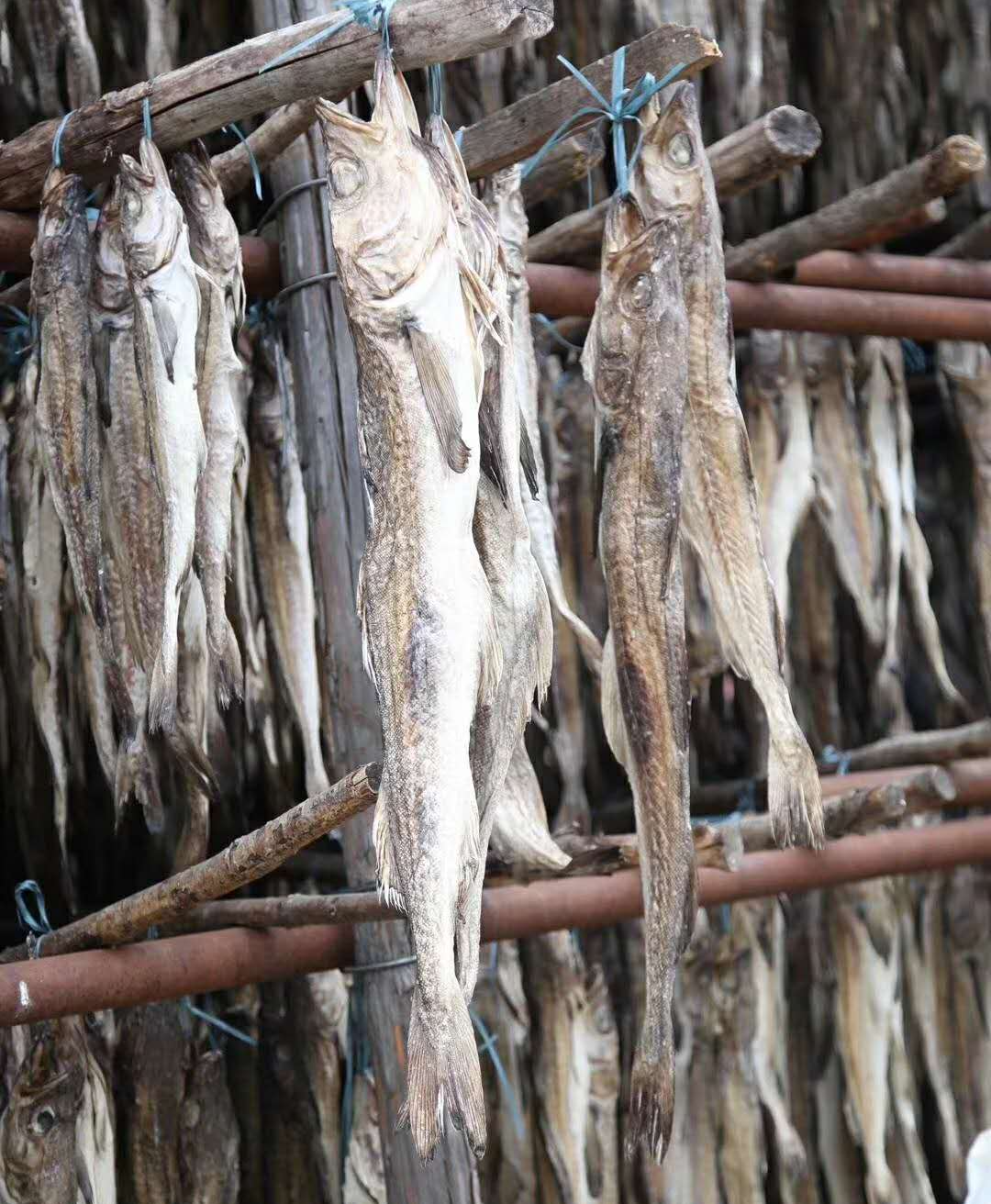 鲜族特产明太鱼干 大棒鱼干约35厘米 一袋十条重约900克特价包邮