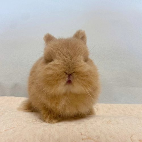 长不大的兔迷你侏儒垂耳小型