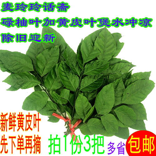 黄皮果树叶 新鲜野生黄皮叶月子洗澡 开运转运 去晦气 现摘发货 - 封面