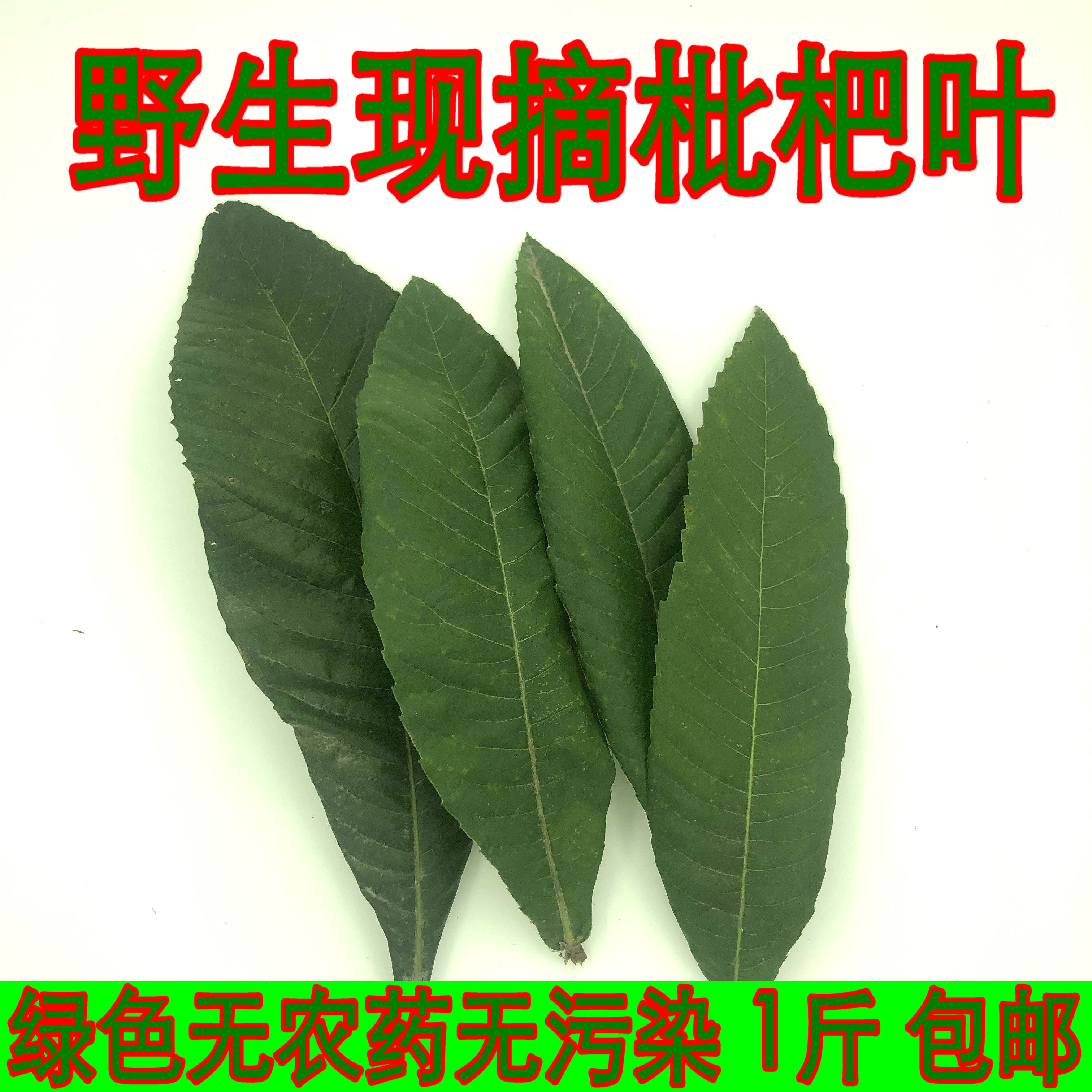 野生无农药儿童孕妇枇杷叶包邮