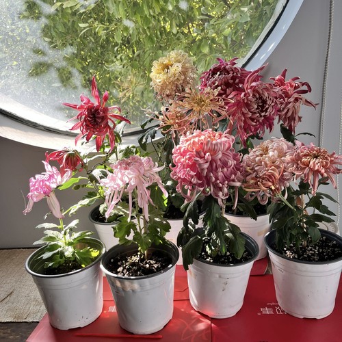 菊花苗口径15厘米盆栽一物一拍