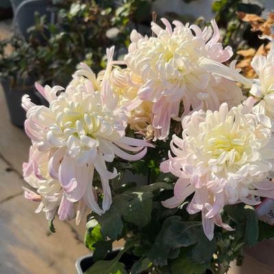 菊花穴盘苗满30元包邮