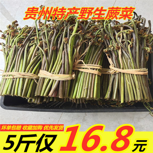 贵州野生现摘新鲜蕨菜龙爪菜猫爪菜新鲜蔬菜农产品甜蕨山蕨菜包邮
