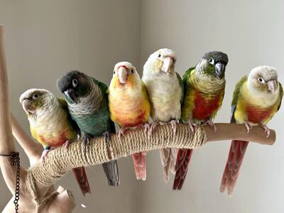 小太阳鹦鹉活鸟会说话雏鸟学吃断奶黄边凤梨绿夹手养宠物