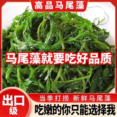 鞭炮笋长寿菜凉拌菜盐渍马尾藻火锅食材海麻辣烫炮仗笋海草鞭泡笋