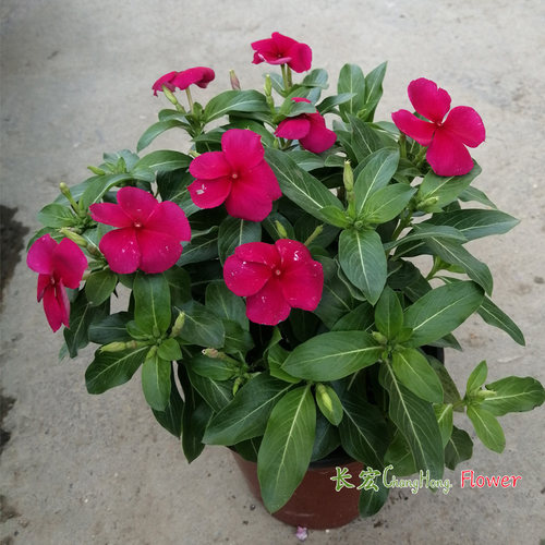 微型长春花盆栽带花阳台庭院花卉