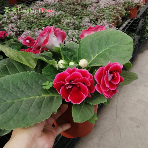 重瓣盆栽带花苞阳台大岩桐