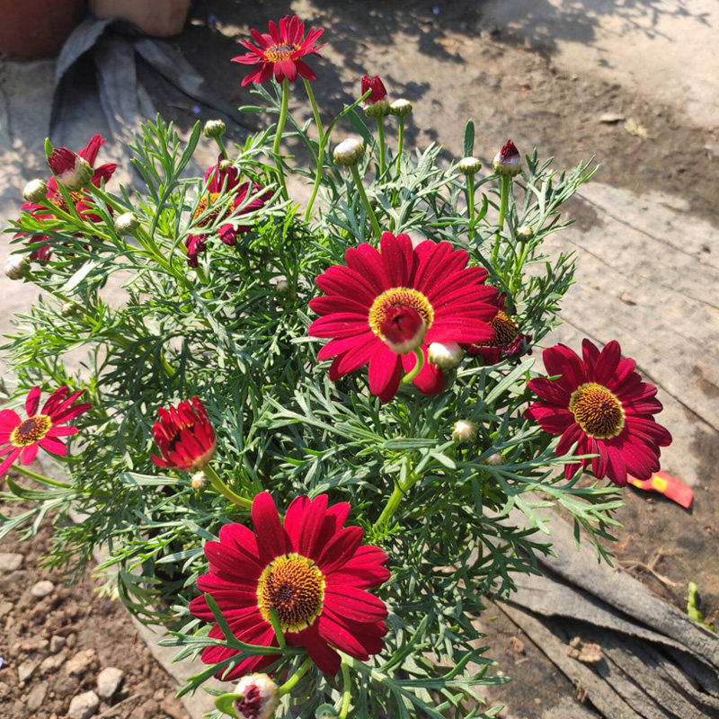 玛格丽特菊花盆栽带花木春菊万寿菊法兰西菊雏菊庭院阳台花卉包邮