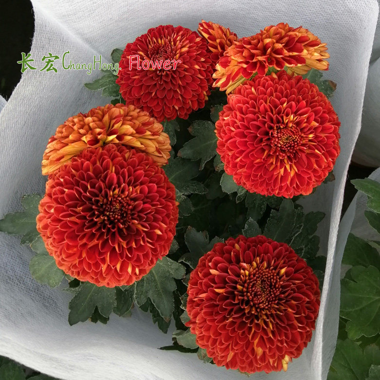 广州乒乓菊盆栽带花球菊小翠菊纽扣菊阳台室内外四季花卉菊花包邮