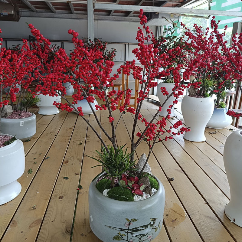 北美冬青盆栽带红果耐寒年宵花卉