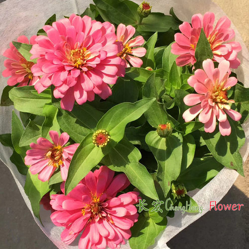 百日草孔雀草盆栽庭院花卉包邮