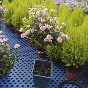 网红盆栽进口珠玉之卵菊花珍珠蛋小菊纽扣菊四季千头菊雏菊多年生