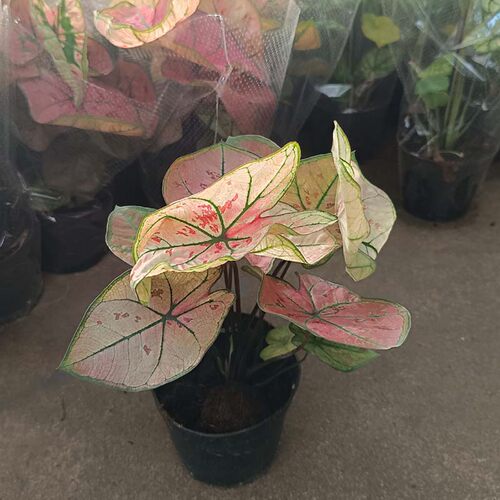 彩叶竹芋盆栽室内绿植花叶海芋