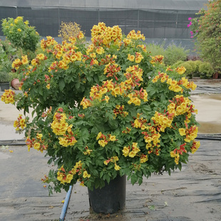 新品橙钟花黄钟花盆栽带花庭院公园道路造景花卉棒棒糖花包邮