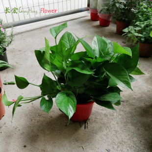 绿萝盆栽黄金葛白金葛银斑葛绿植新屋净化空气花叶水培绿萝包邮