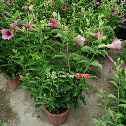 紫婵花盆栽带花夏花室外花黄蝉花