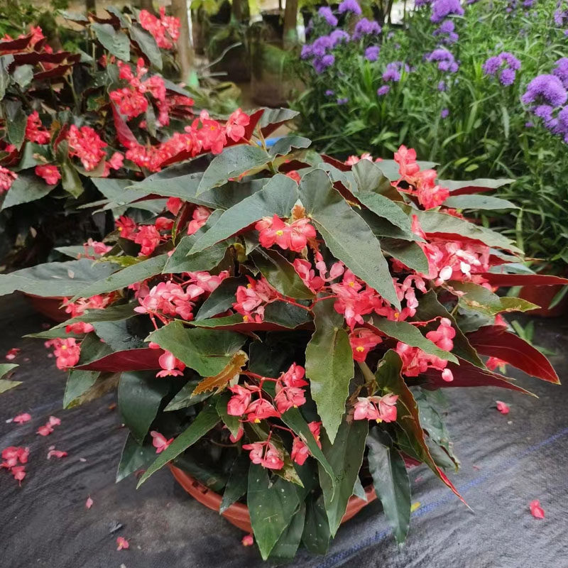 葡萄莲斑叶竹节海棠盆栽带花绿植四季花卉慈姑银星秋海棠花境摆花