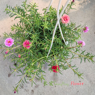 重瓣太阳花盆栽带花松叶牡丹花吊盆花阳台地基花坛花卉四季开花