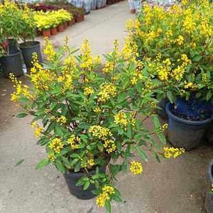 金英花盆栽带花夏季时令花草多年生耐热花卉金虎尾庭院花园林花卉