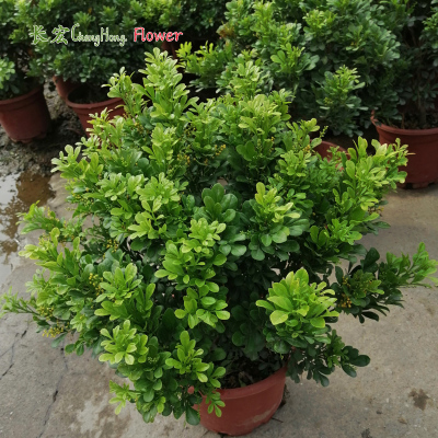 带花庭院盆栽驱蚊芳香植物