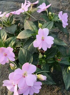凤仙花指甲花四季阳台花卉包邮
