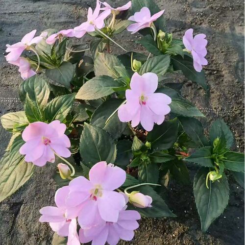 凤仙花指甲花四季阳台花卉包邮