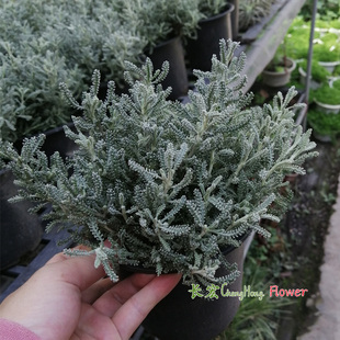 圣诞银香菊盆栽棉杉菊银星珊瑚耐寒阳台驱虫庭院花园地栽植物特香