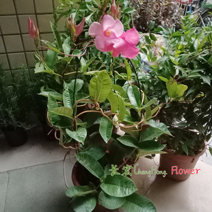 正宗皱叶飘香藤盆栽攀爬花卉双喜藤红婵花阳台爬藤红黄飘香藤包邮