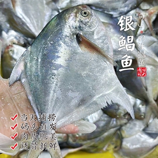 舟山白鳞银鲳鱼 热气 各种规格 闹妈