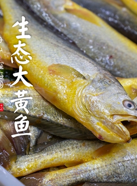闹妈海鲜】[热气]舟山的生态大黄鱼 各种规格